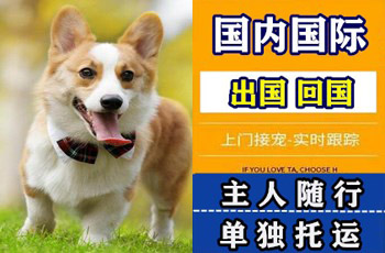 开封市宠物托运公司开封市宠物托运公司开封市宠物托运公司