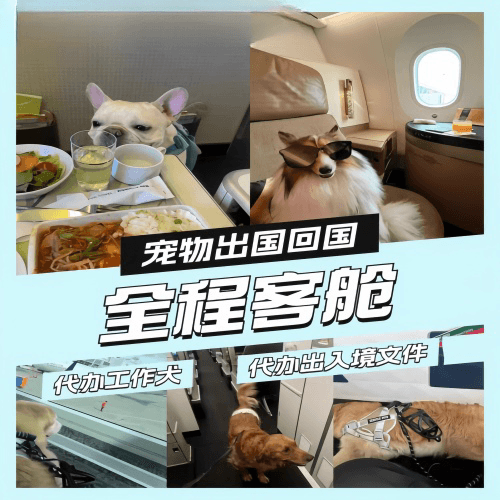 开封市宠物托运到白俄罗斯宠物入境规定和要求